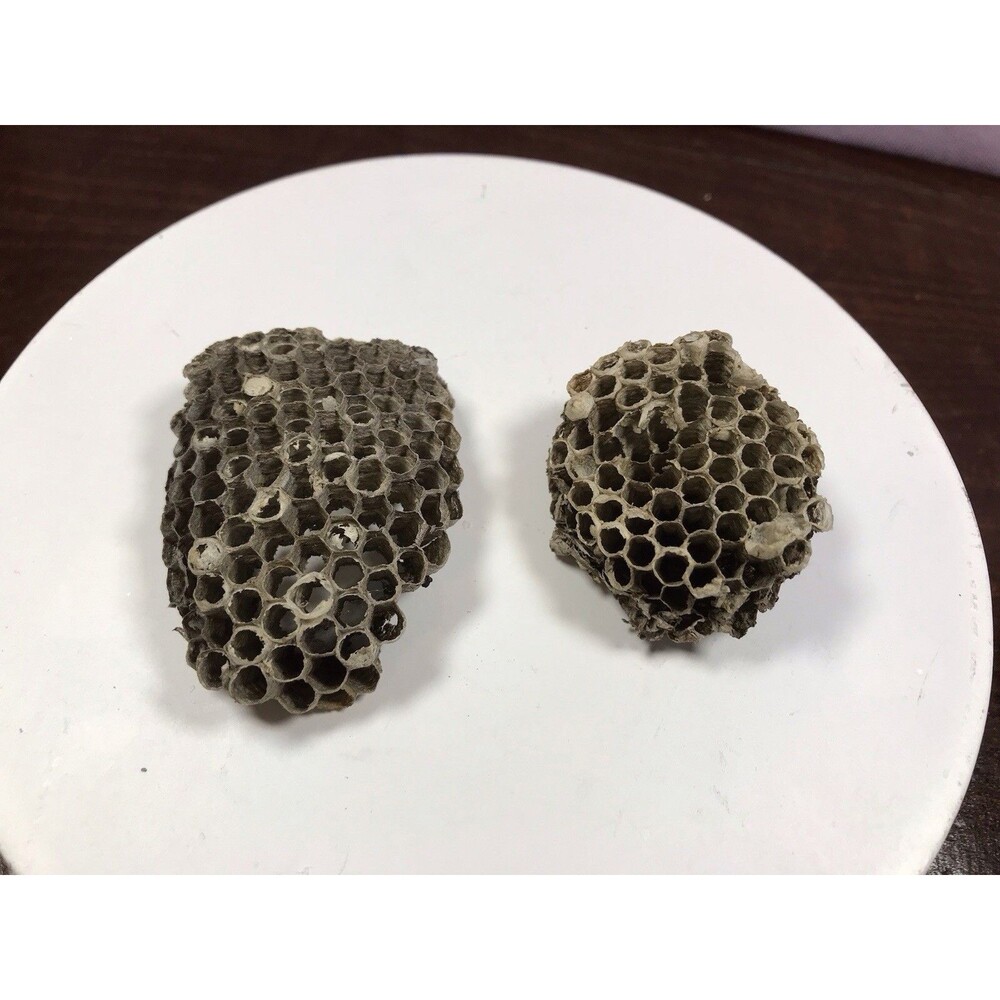 Lot of 2 Natural 2.5-3in. Paper Wasp Hornet Bee Nests